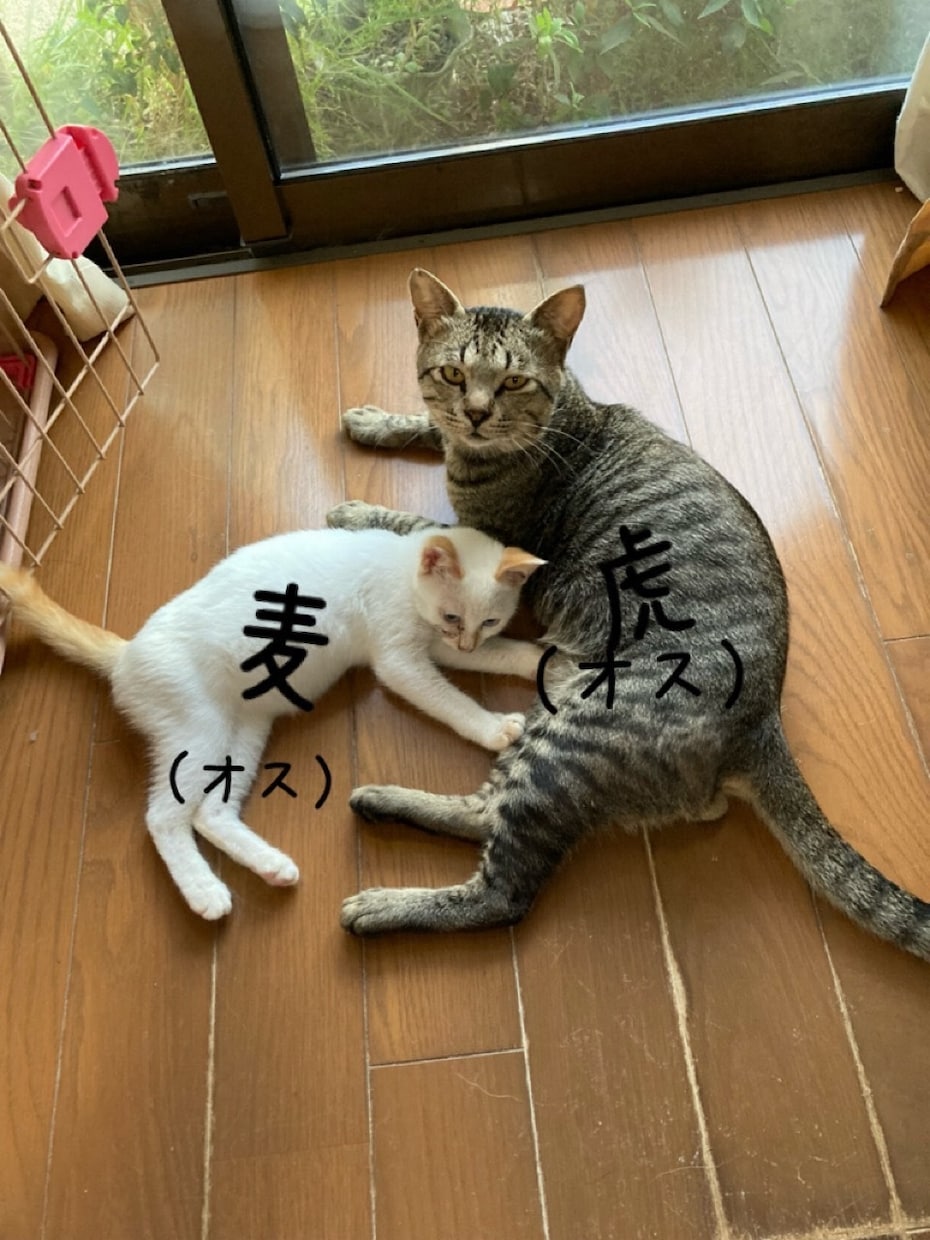 障がいを持ってるお母さんの話を聞きます 人に話すとスッキリしますよちゃんと相談にものります安心してね イメージ2