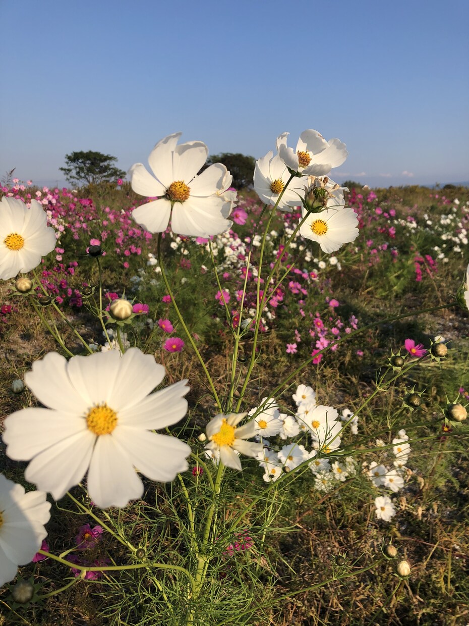 受験生のお母さんを癒して応援します 頑張っているのはあなただから！ イメージ2