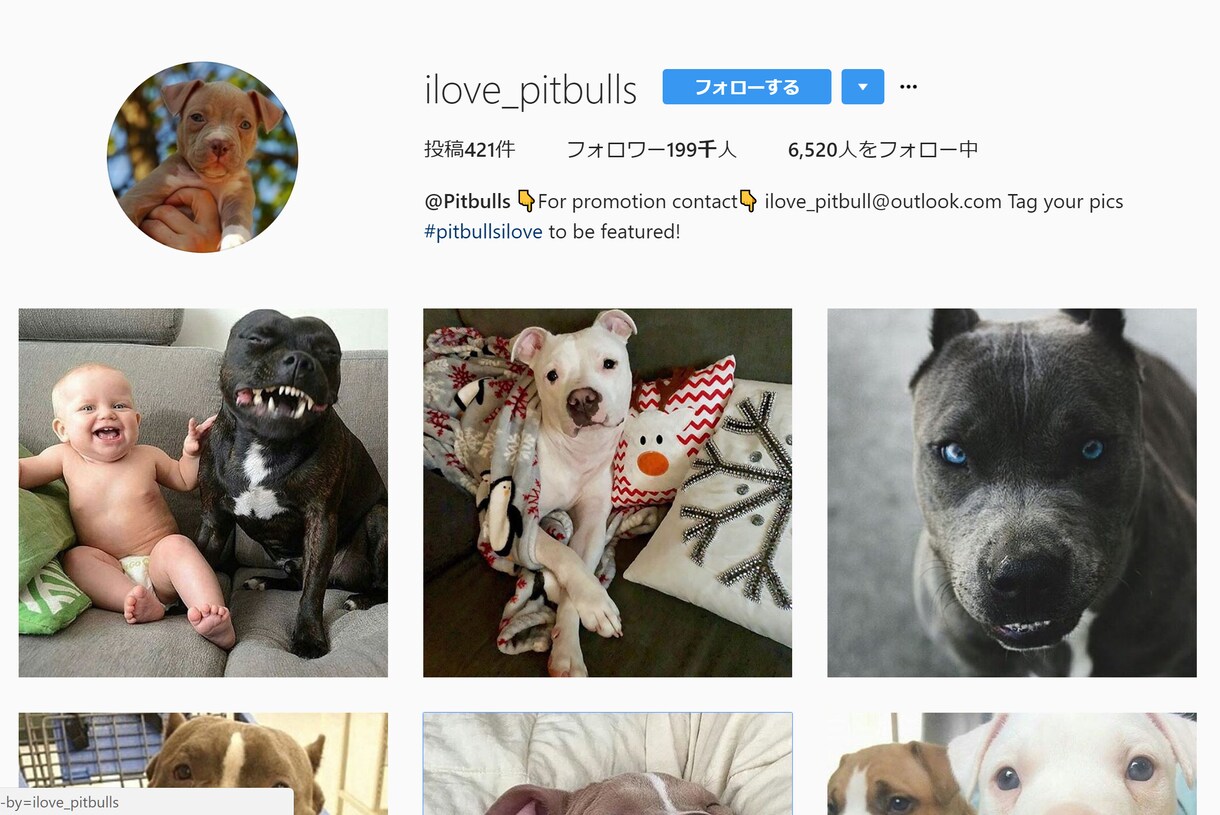 Instagramであなたの写真・動画を投稿します フォロワー200千人!犬テーマのインスタグラムPRにオススメ イメージ3