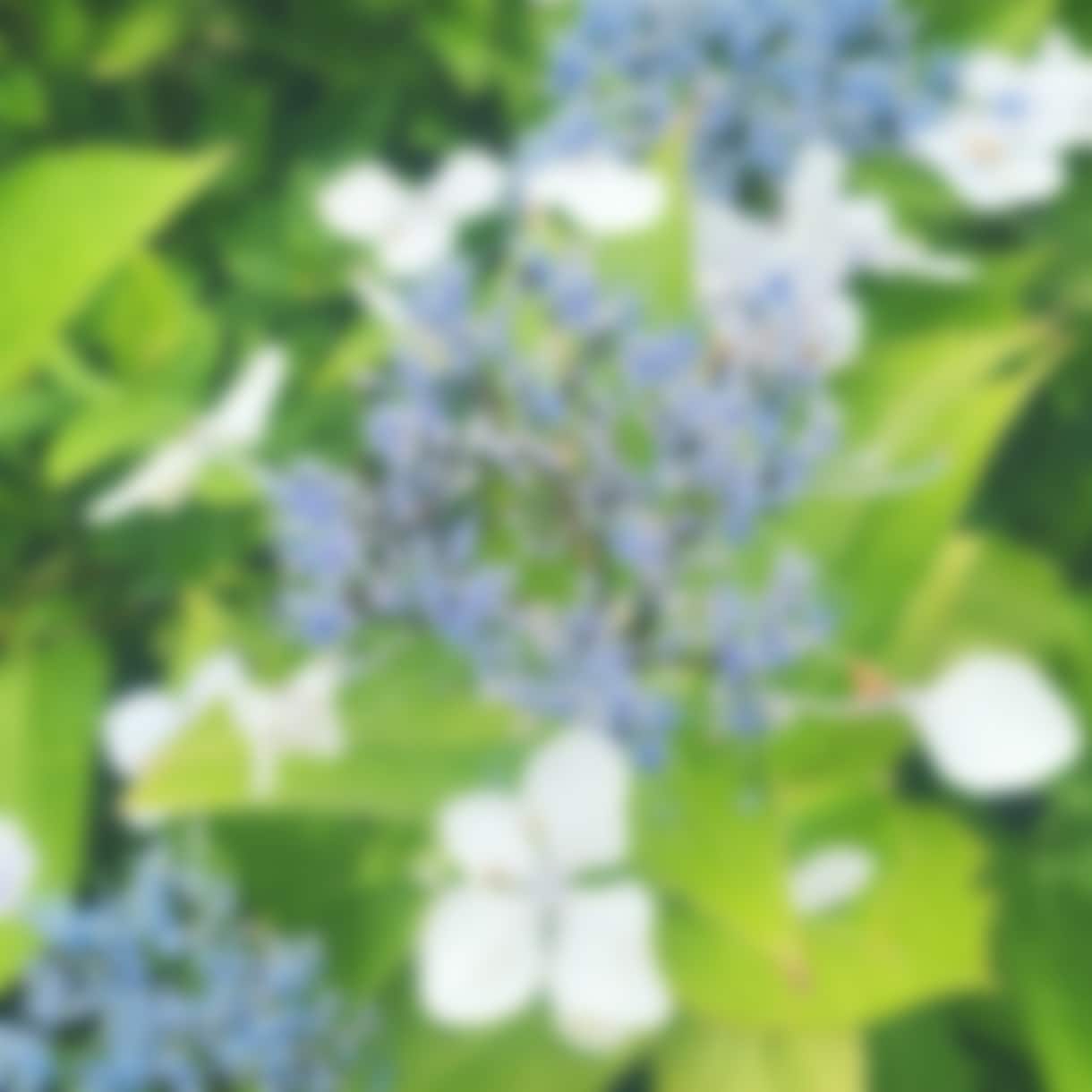 紫陽花の写真（５枚）提供いたします 日常風景の紫陽花の写真をご提供します。 イメージ2