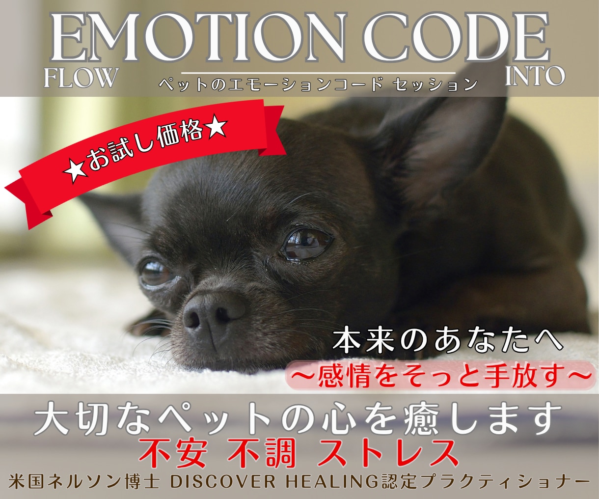 ペット囚われた感情★ワンコイン★でやさしく整えます ペットの心を癒します❤︎ネルソン博士のエモーションコード イメージ1