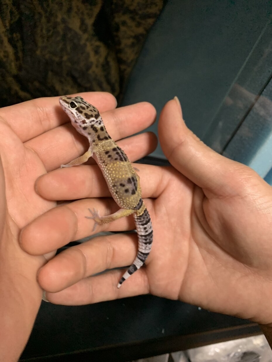 レオパードゲッコー飼育の悩み相談をできる限りします レオパードゲッコー飼育を考えてる方、飼育していて悩んでる方へ イメージ3