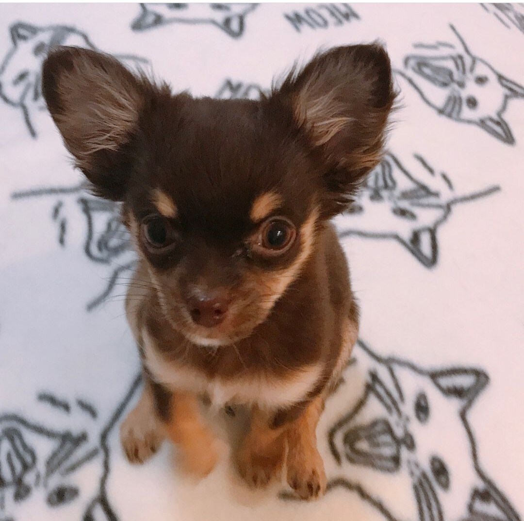 愛犬との生活を豊かにするお手伝いをします ☆多数資格取得の愛犬家がお悩みや楽しい犬との生活をアドバイス イメージ2