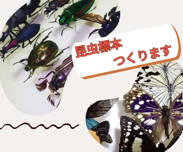 フルオーダーメイドで『昆虫標本』つくります 世界にひとつだけ。記録 フルオーダーメイドで『昆虫標本』つくります 世界にひとつだけ。記録