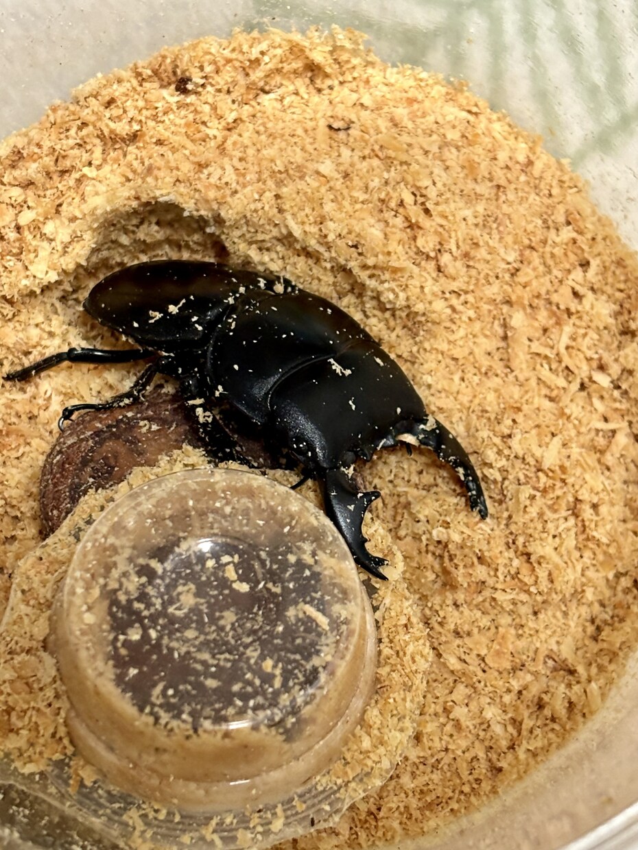 カブト・クワガタの飼育、ブリードの相談に乗ります カブト・クワガタの飼育やブリード、何でもお任せください。 イメージ5