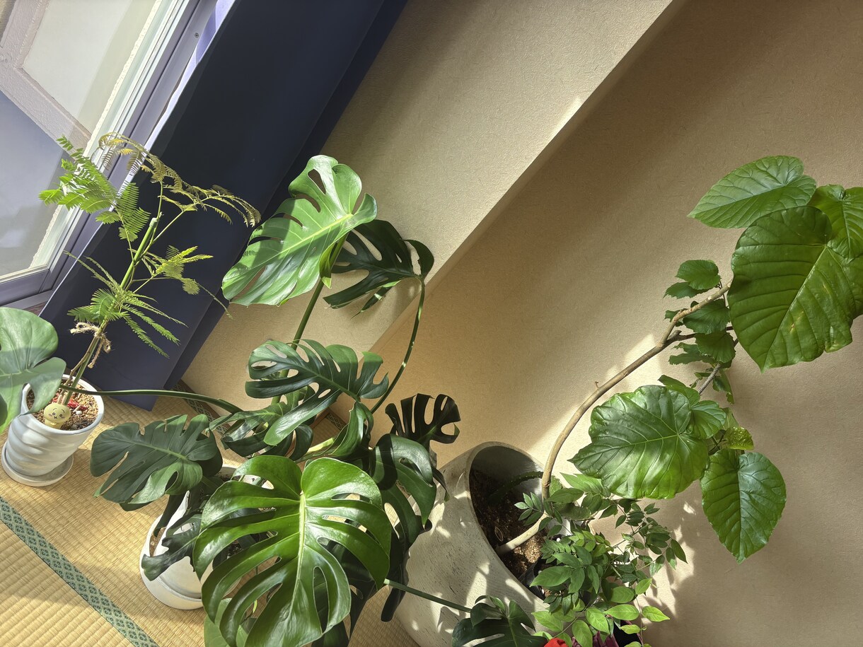 植物のお悩みプロの目でズバリ解決します 造園・土木・農薬の資格保有！確かな知識で植物をサポート！ イメージ2