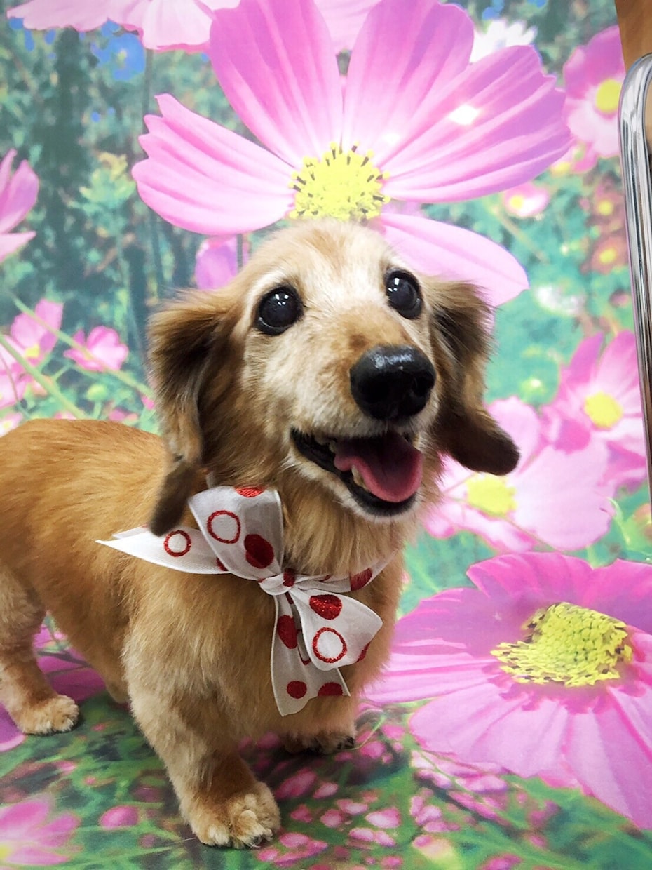 亡くなった大好きな愛犬の3Dフィギュア作ります 写真1枚からok！お洋服も再現♪ イメージ2