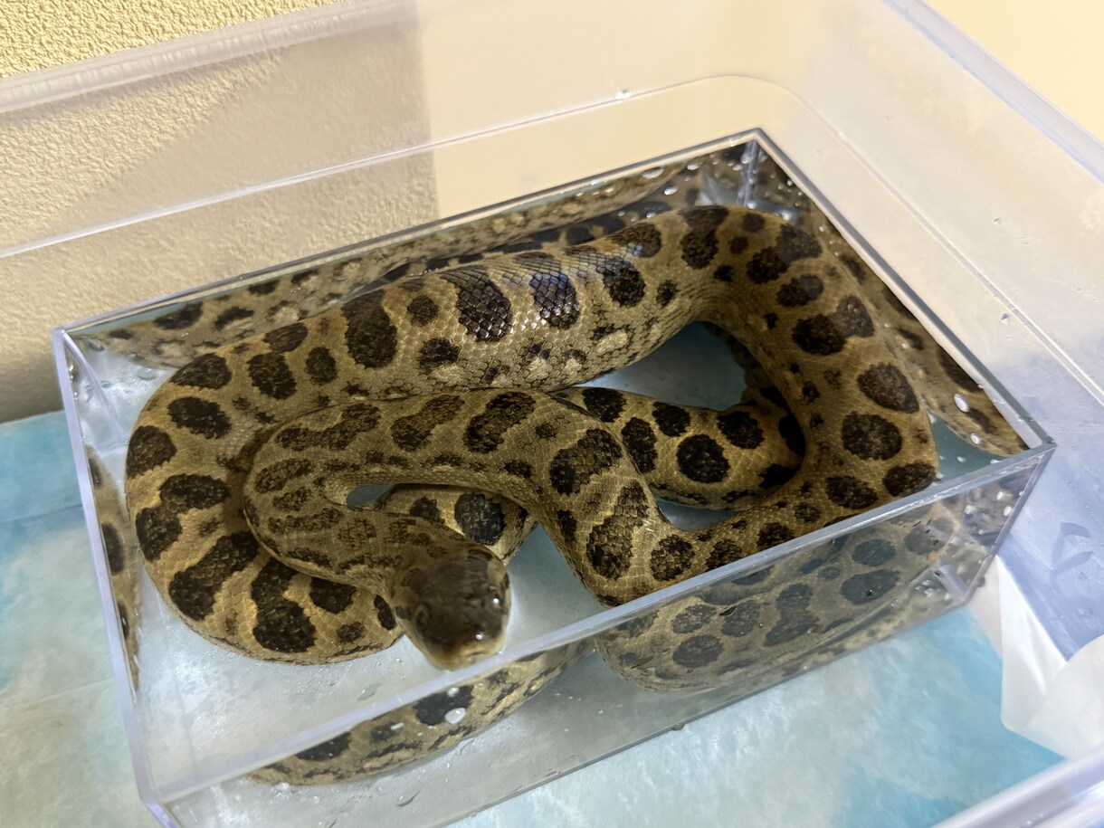 元ショップ店員100匹飼育のプロが爬虫類相談します 大型蛇からヤモリまで！拒食や飼育環境の悩みをプロが解決 イメージ3