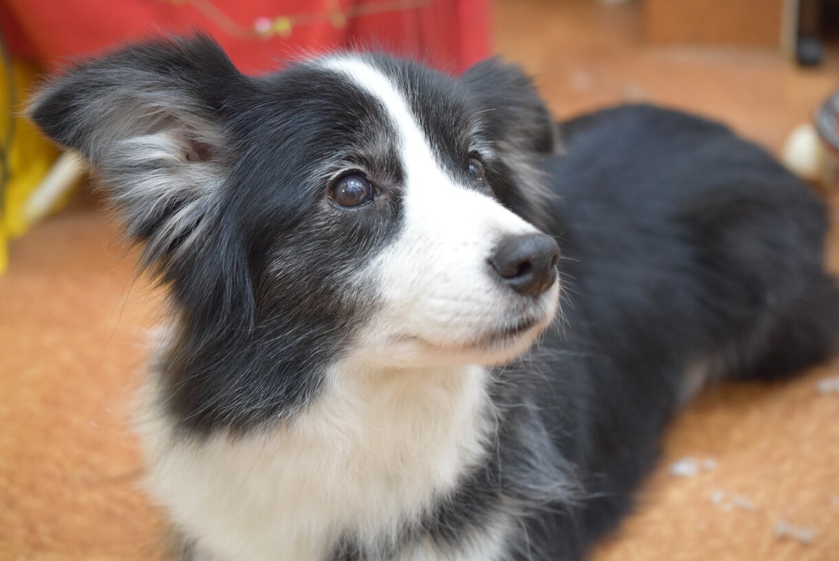 飼っているペットの気持ちをお伝えします どんな事を思って生活をしているのか聞いてみたい飼い主様へ イメージ4