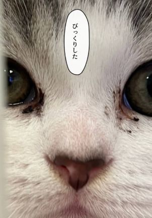 大切なペット写真集をペーパーバックで制作します 一緒に過ごす幸せ　癒しと笑顔の瞬間を写真集で残そう イメージ4