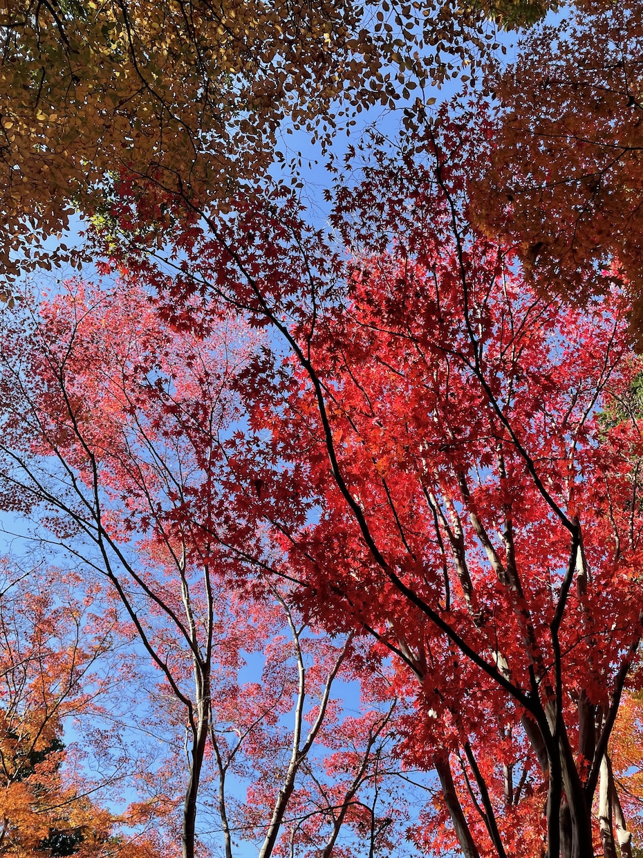 天性の低音ボイス✨で貴方の心を癒します 癒しのヘルツをぜひ体感して下さい✨ イメージ1