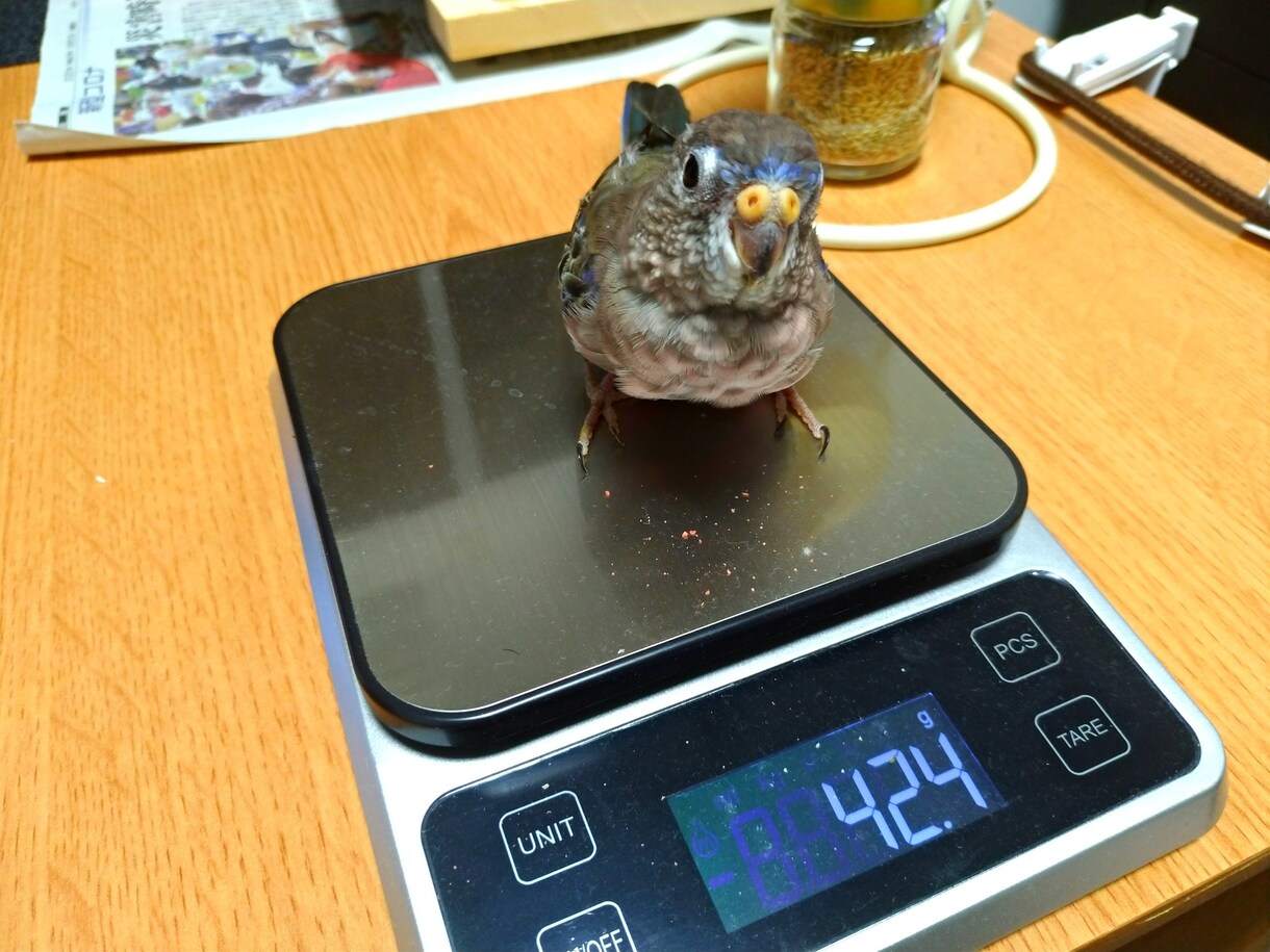 アキクサインコのブリーダーを紹介します インコ飼育経験がある方推奨!! イメージ4