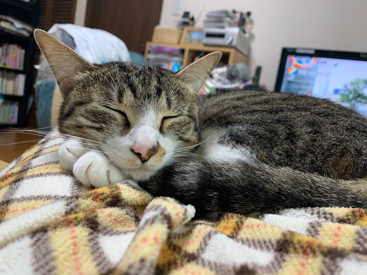 女性クリエイターがオリジナルムービーを制作します 大切な愛犬・愛猫の思い出作りにムービーを制作してみませんか？ イメージ1