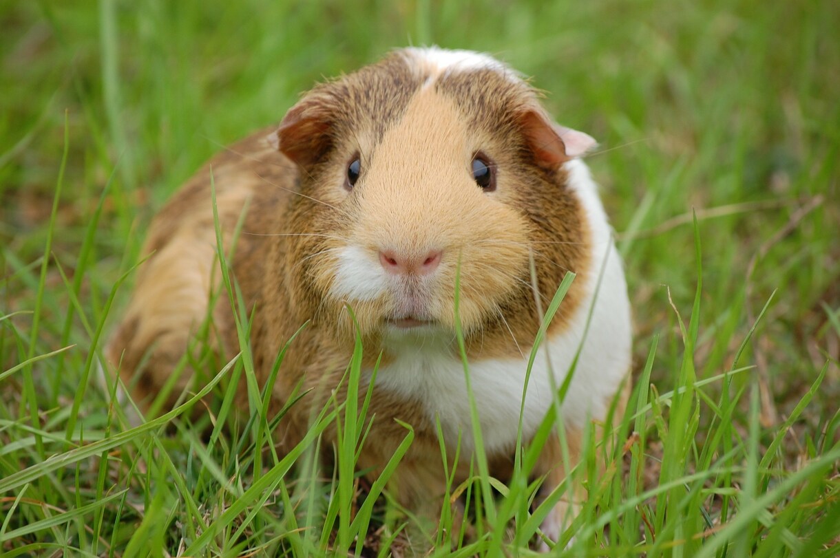 ペットちゃんを霊氣ヒーリングで癒します 小さな家族を癒してあげたい方へ イメージ4