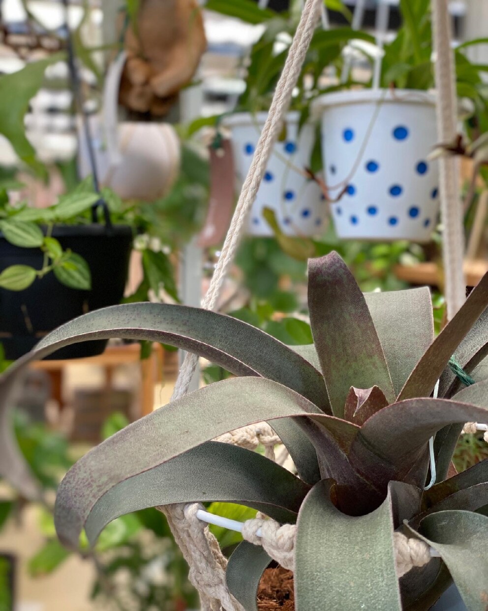 おうちの観葉植物コーディネート致します 育てやすく、長く楽しめるグリーンをご提案します。 イメージ3
