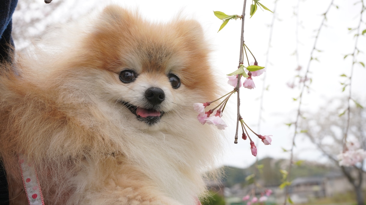 全画像納品！愛犬との家族写真撮影します 愛するわんちゃんとの思い出を残しませんか？ イメージ2