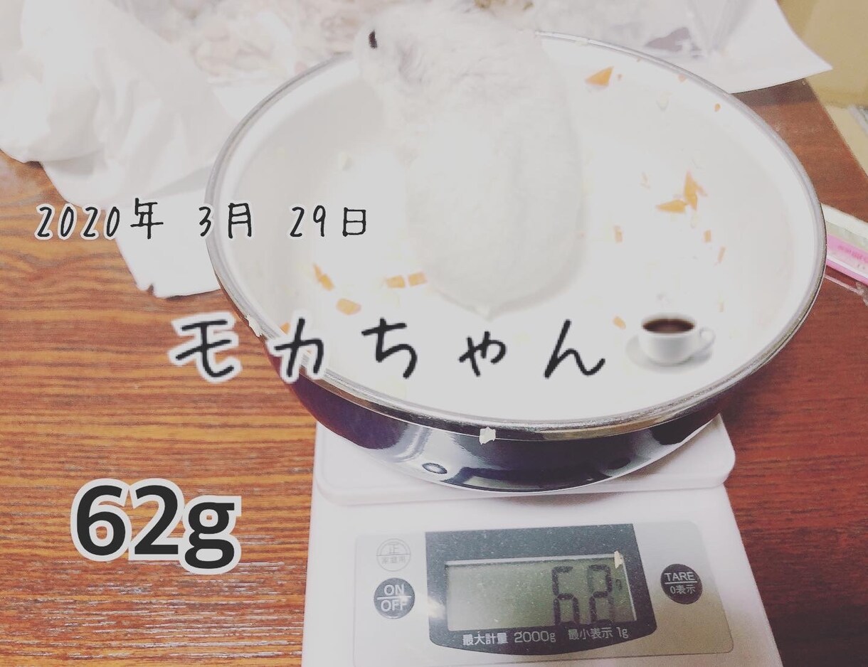 ハムスターの相談に乗ります 薔薇です。お世話になってます。ハムスター飼ってます。 イメージ7