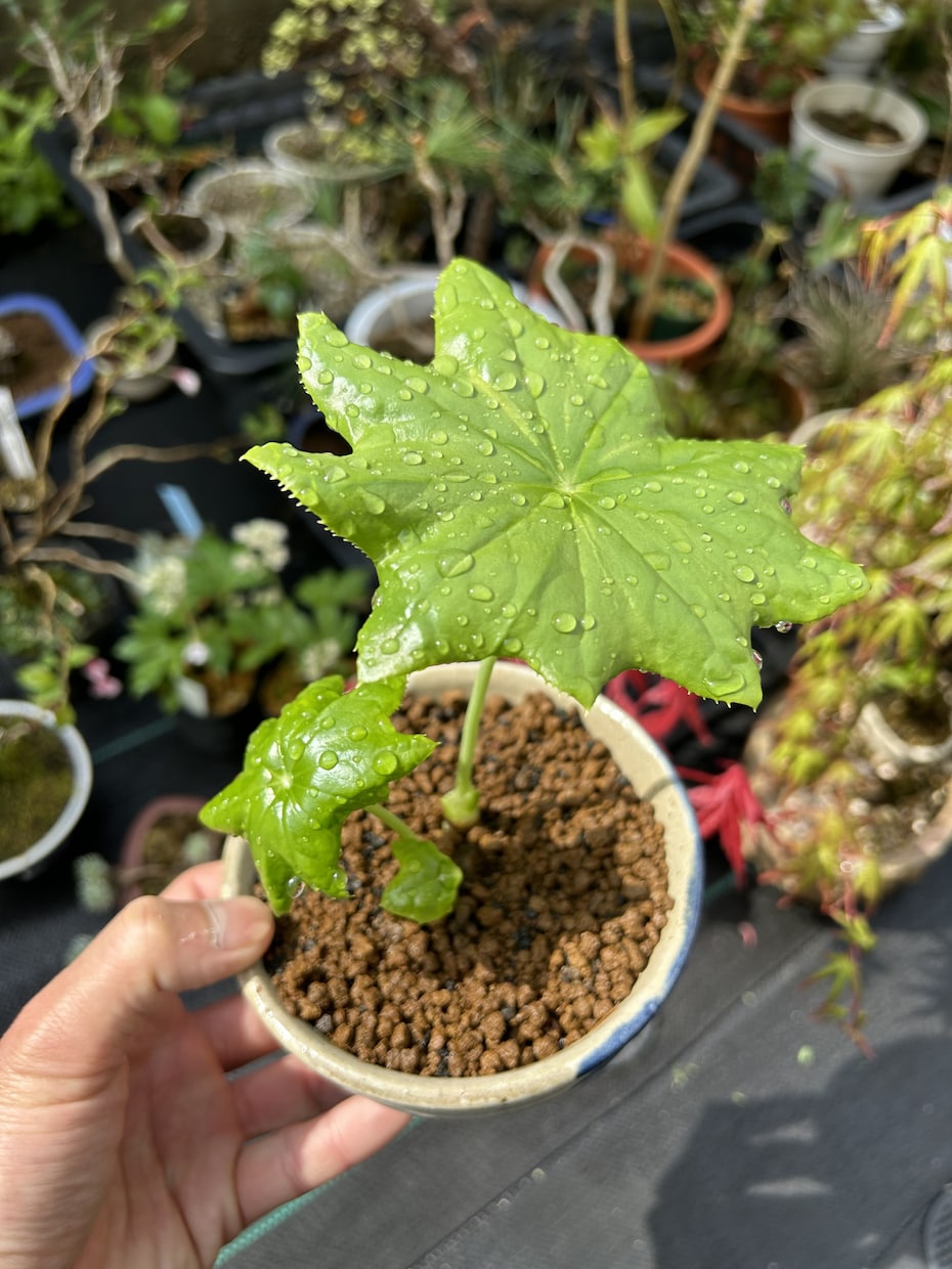 植物全般診断致します 植物の不調に直ぐにアプローチします！ イメージ3