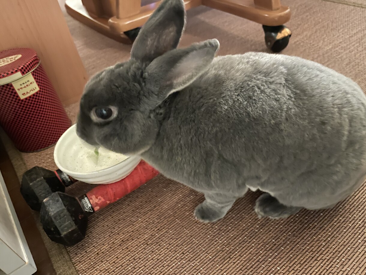 小動物や爬虫類に関するご相談のります 現役動物看護師がご相談のります イメージ1