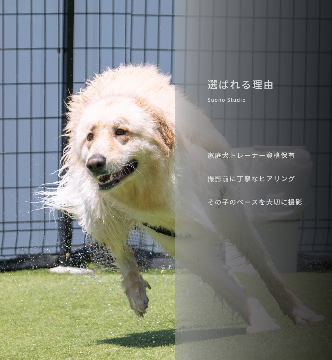 愛犬・ペットを自然な表情で出張撮影します 遊ぶ姿も、見つめる表情も、その子らしさを一枚に。 イメージ4