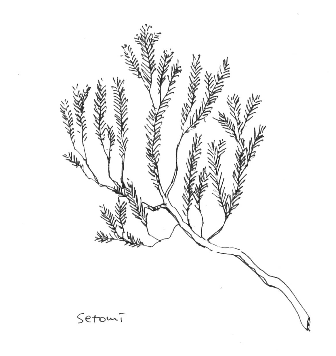 植物のイラスト(樹木、お花、ハーブ等)作成します 植栽知識を活かした様々な種類の素材を作成できます。 イメージ2