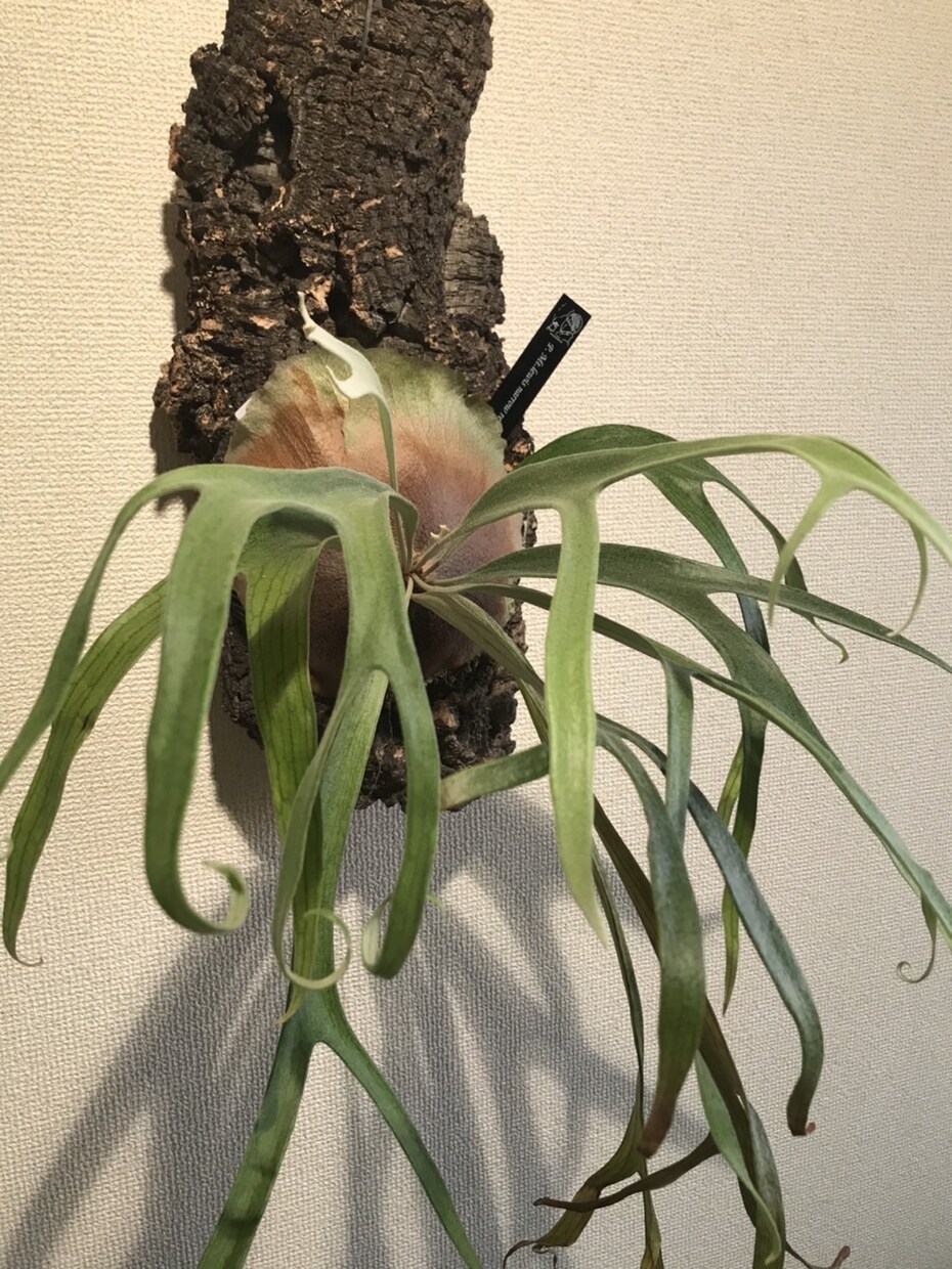 植物のネームタグを作ります ロゴデザイン、文字だけ、写真からオリジナルグッズを！ イメージ3