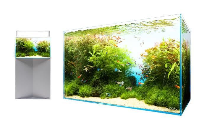 熱帯魚飼育･水草レイアウト水槽のアドバイスをします 元アクアリウムショップ店員が詳しく解説します！ イメージ2