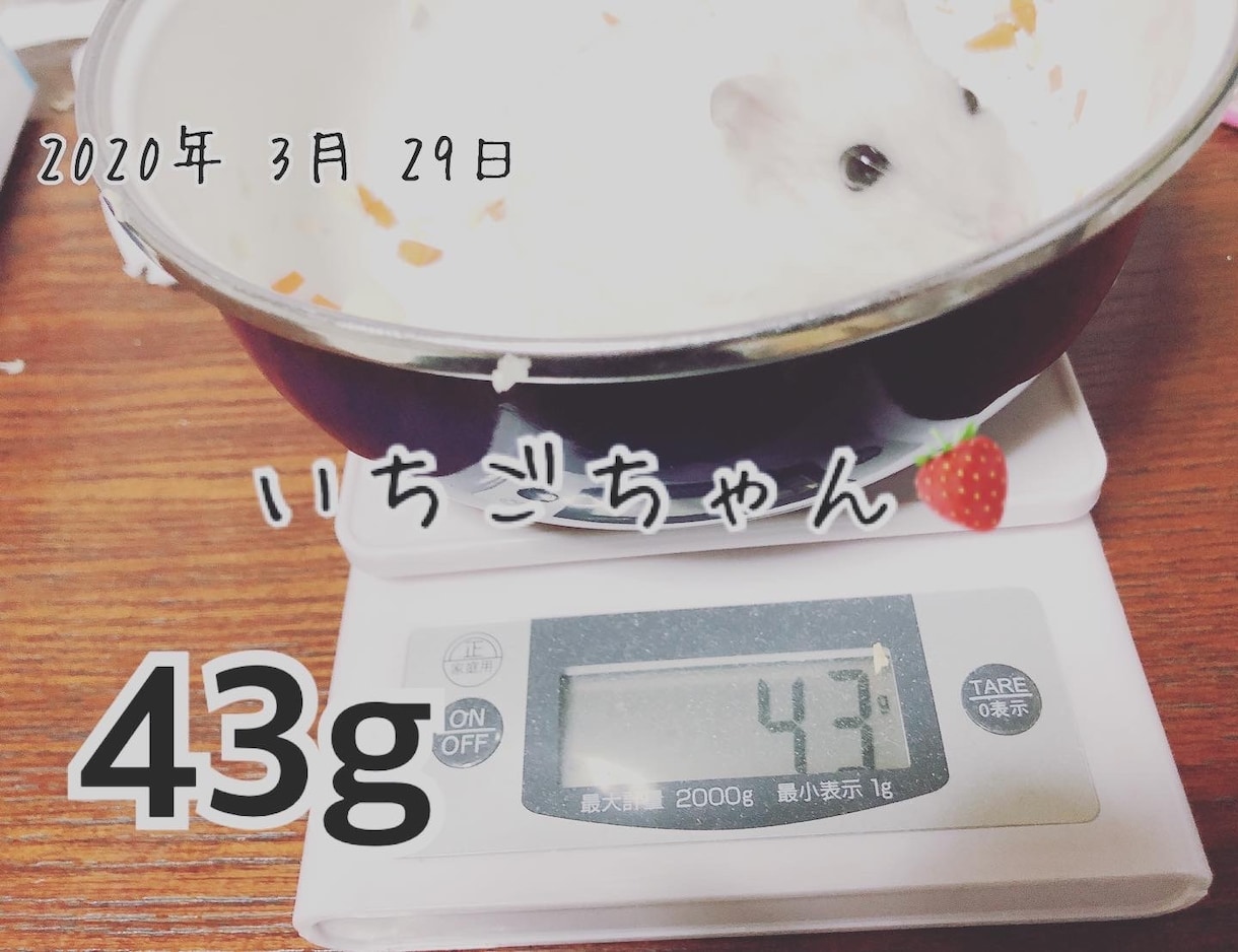 ハムスターの相談に乗ります 薔薇です。お世話になってます。ハムスター飼ってます。 イメージ6
