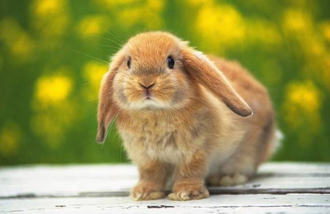 見積用ビデオチャットはここからご購入をお願いします 見積を出すための打合せビデオチャット専用リスティングです。 イメージ1