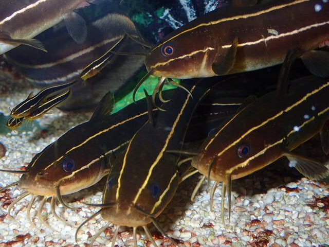 熱帯魚海水魚の飼育相談承ります アクアリウム歴20年以上の元アクアショップ店員アドバイザー イメージ8