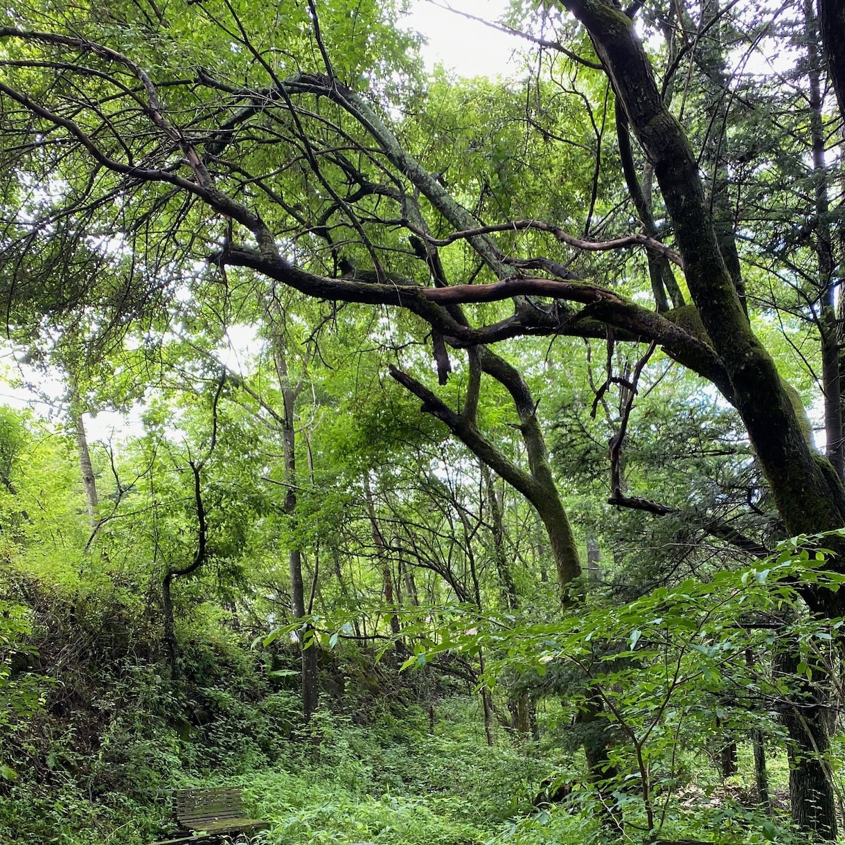 心や気持ちが軽くなるような香りの占いします 植物と星から導かれるあなたにぴったりな香りををお伝えします イメージ1