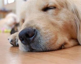 ペットロス。あなたの心を癒します 愛犬を8回亡くした私が貴方のペットロスの気持ちに寄り添います イメージ1