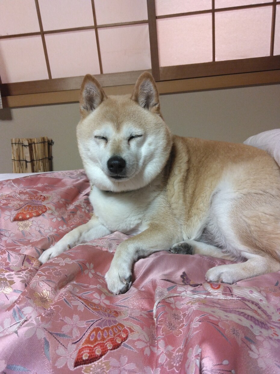 愛犬の噛み癖・落ち着き本格調整します 占術フル＋音で心と波動を徹底調整 イメージ2