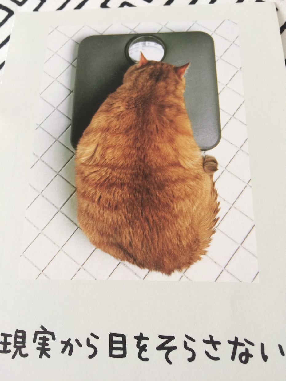愛猫のおもらしに困っている方へ猫のオシッコの匂いの取り方教えます イメージ2