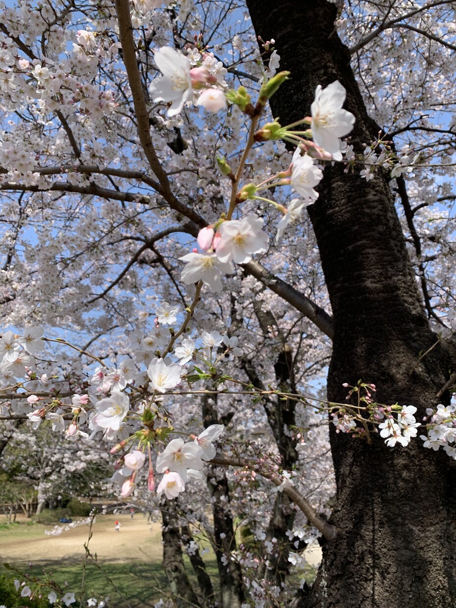 結婚　妊活　子育てのお悩み解決します 一人で悩まずご相談ください☺︎心がスッキリ軽くなりますよ。 イメージ1