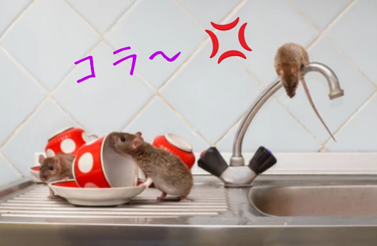 静岡県在住のネズミ駆除業者がアドバイス致します ネズミ被害で悩まれている方、最適な対策方法をお伝えします。 イメージ1
