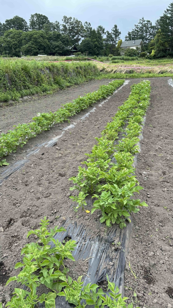 小さな菜園・畑の野菜栽培のお悩み相談をお受けします 1500坪のひだまりファームの経験から野菜作りをサポート イメージ10