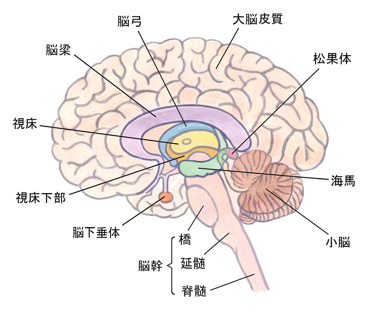 宇宙エネルギーで松果体活性☆覚醒へと導きます 松果体活性でスピーディに覚醒＆最大限に能力を発揮しよう！ イメージ4