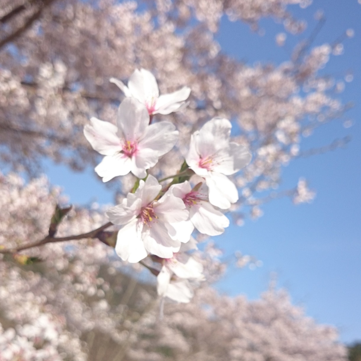 QA　お悩み・疑問を守護霊へ質疑応答致します 日常の事、人との関わり、心の悩み、霊的な事etc.・・・ イメージ1