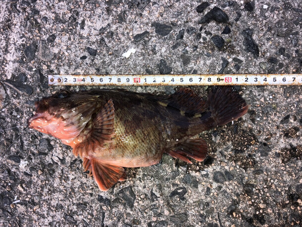 鳥取県西部～島根県東部周辺の釣り場教えます これから釣りをしてみたい･新しい釣り場をお探しの方へ イメージ1