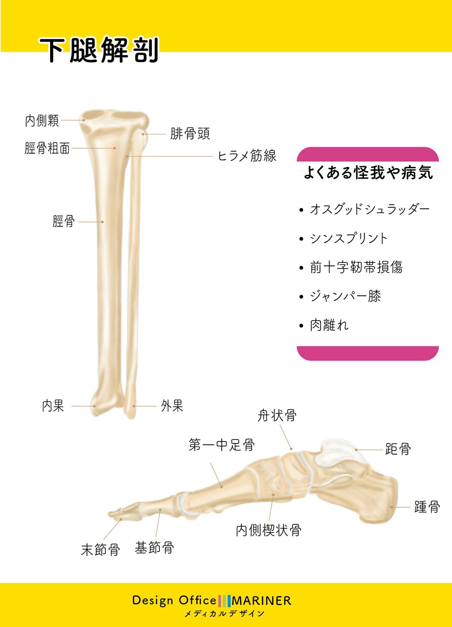 素材お探しですか？図解/美容/解剖イラスト描きます 前職理学療法士でプロのイラストレーターが描く安心クオリティ！ イメージ6