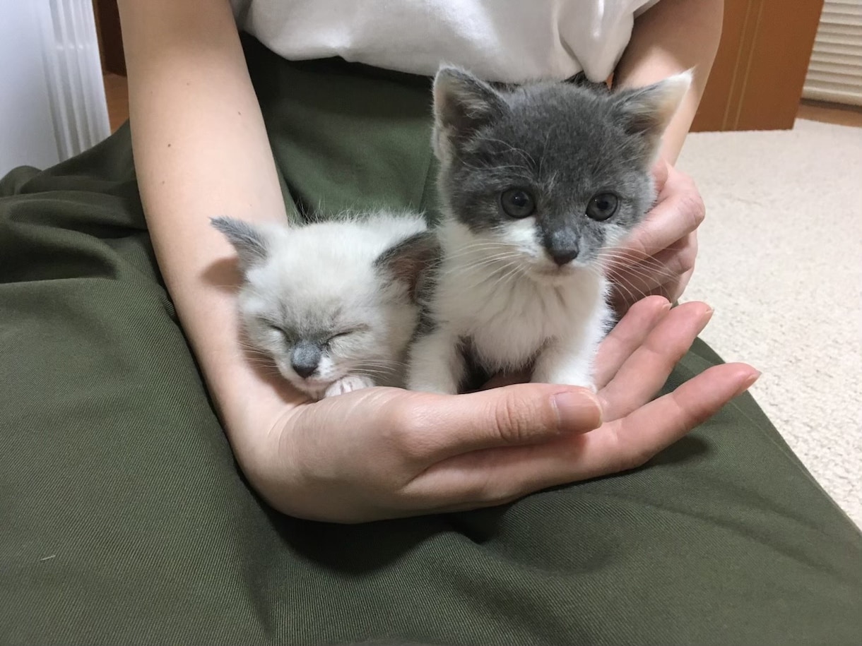 猫ちゃんの相談乗ります 赤ちゃん猫からシニア猫まで相談に乗らせていただきます。 イメージ3