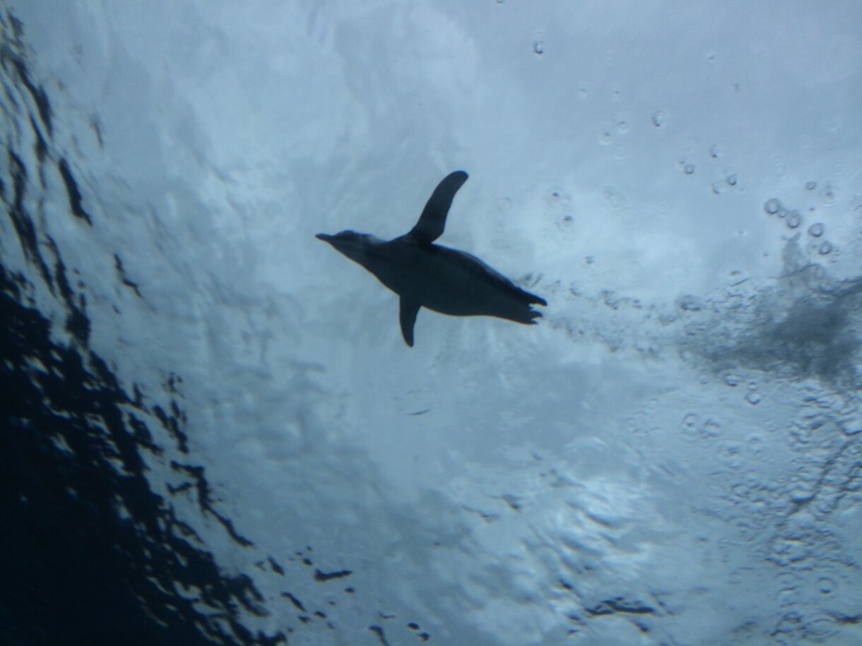 水族館で働きたい人！就職のコツ教えます イルカのトレーニング方法の秘密も、教えちゃうよ！ イメージ4