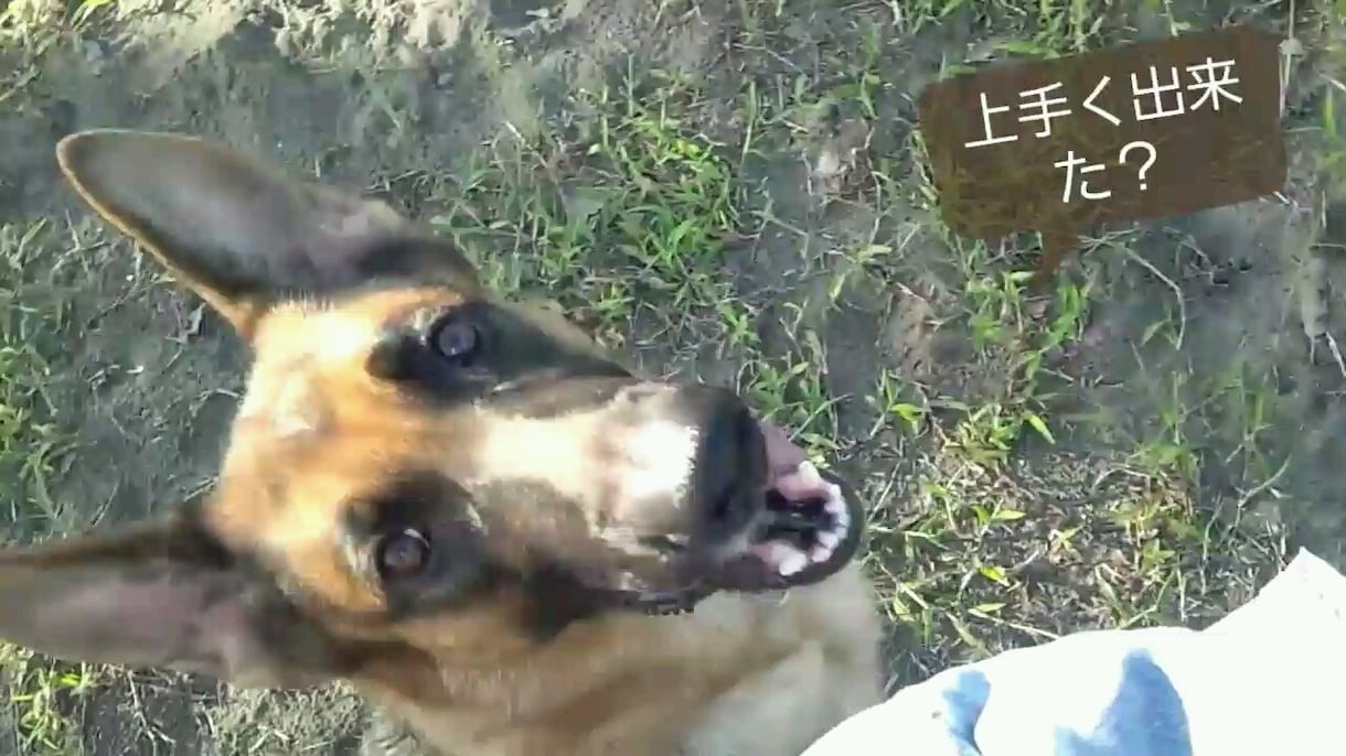 愛犬との楽しい暮らしをプロデュースします しつけ相談を含め、愛犬との暮らしに役立つ情報をお伝えします イメージ1