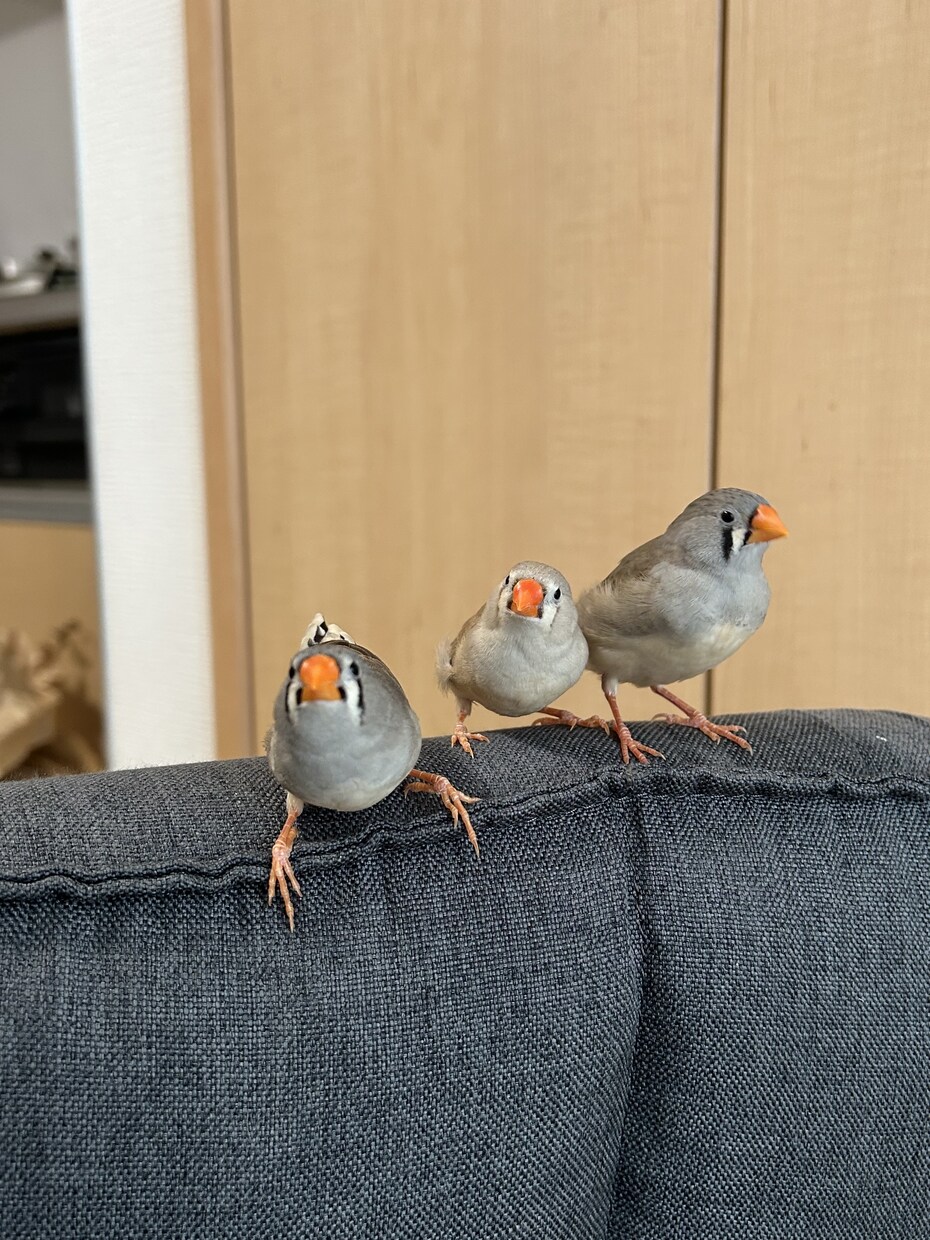 元ショップ店員がペットのお迎え・飼育相談に乗ります 愛玩動物飼養管理士1級が初めてのペット選びと準備を支えます イメージ2