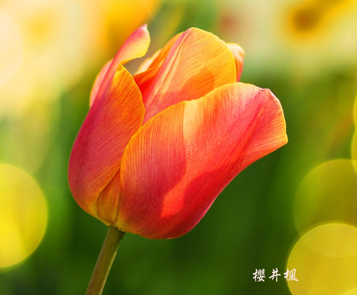 仕事開運✴︎タロット占い✴︎寄り添う鑑定いたします 授かった能力とタロットを使い、開運へと導きます イメージ6