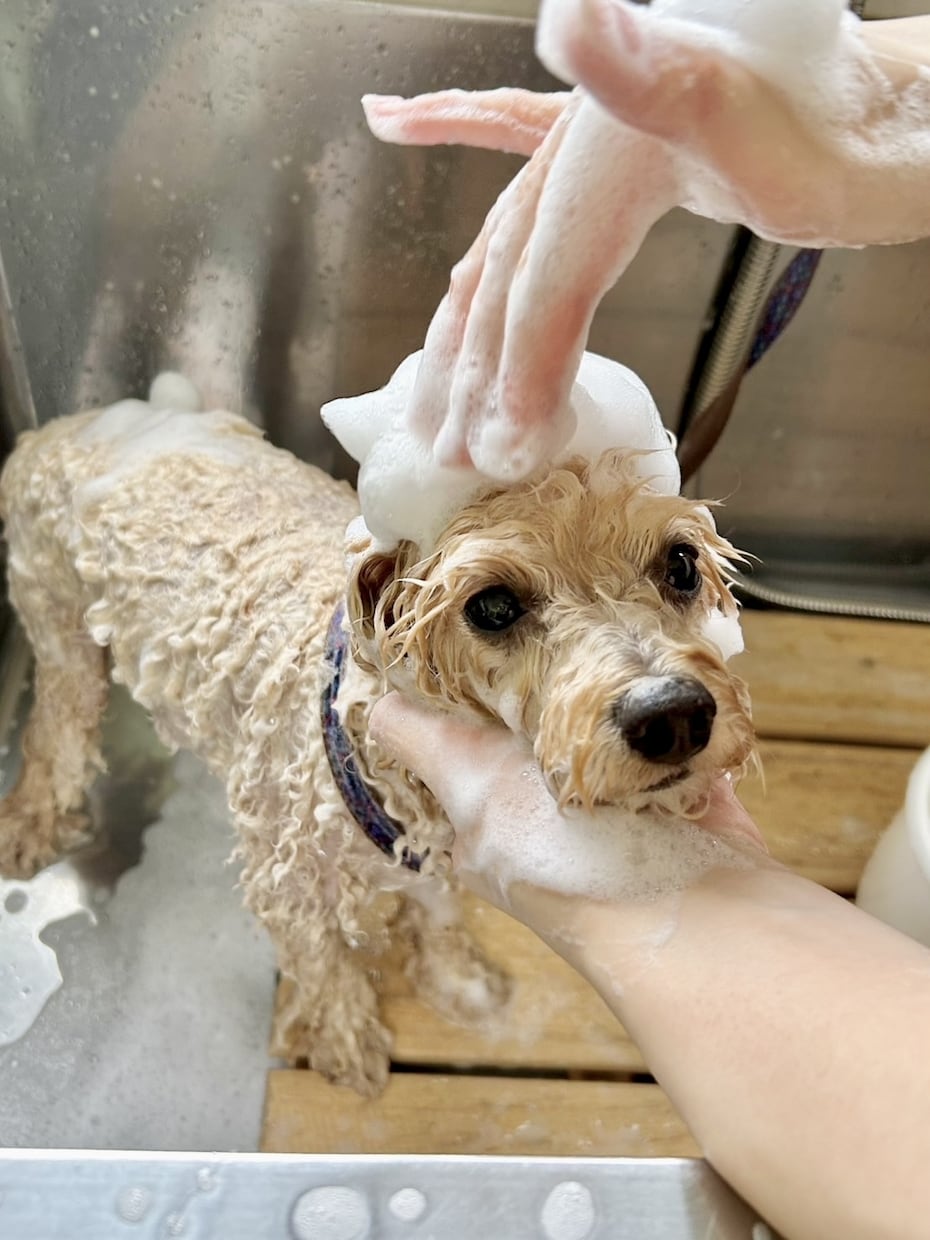 愛犬のお手入れ教えます ⭐︎プロトリマーがご自宅へお伺いいたします！ イメージ1