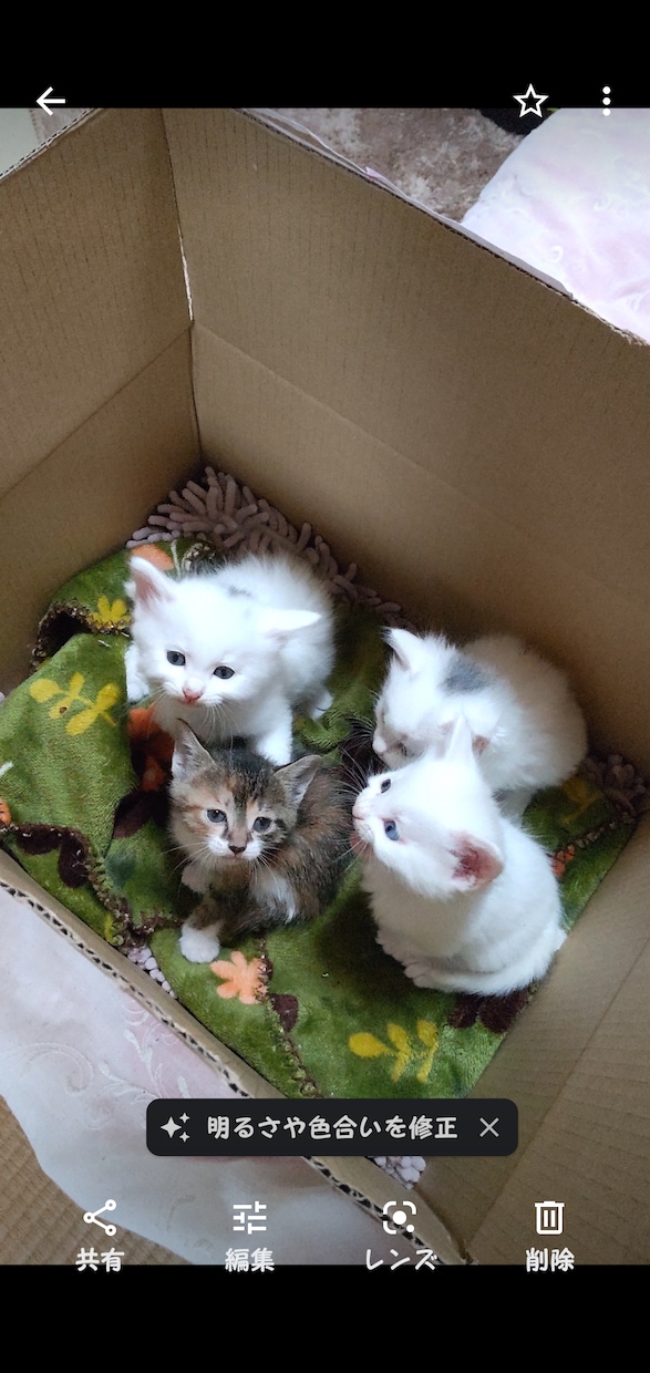 あなたの大切な子に癒しのヒーリングを届けます 地域猫を見守るヒーラーが心を込めてお届けします イメージ4
