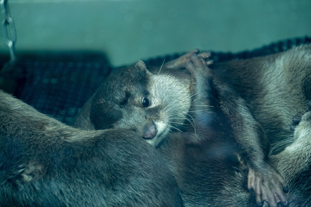 あなたの代わりに動物を撮影します 【動物好きによる】物件カメラマンの動物撮影代行 イメージ4