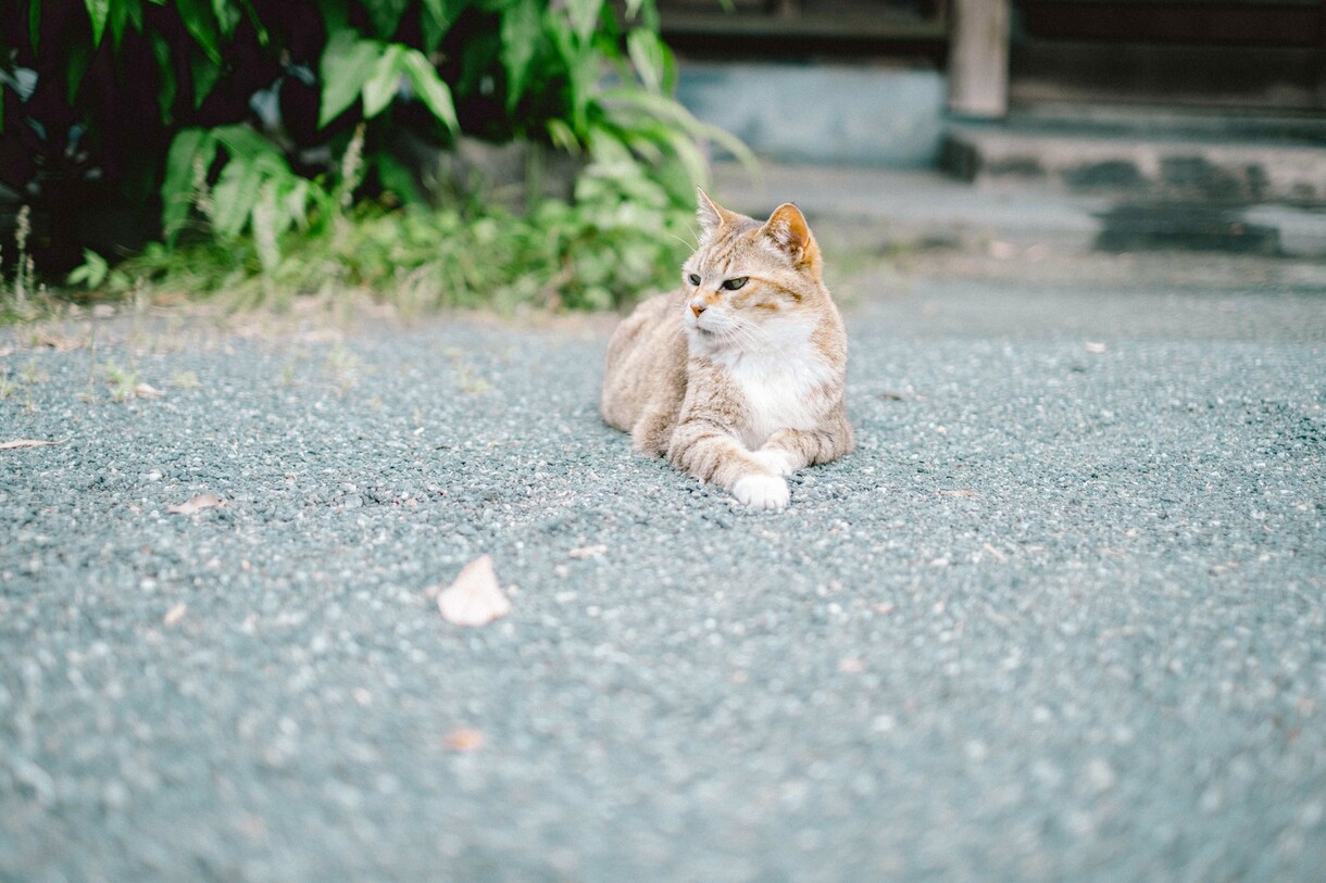 あなたの写真をフィルムライクに編集します ネガフィルムのような淡い雰囲気を再現！ イメージ6